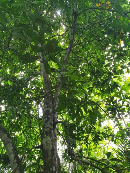 Der Blick in die Kolanussbaumkrone