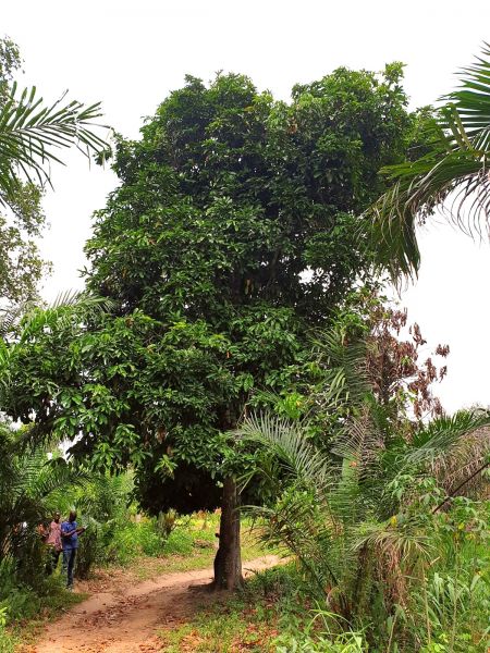 Der etwa 10 m hohe Kolanussbaum mit seinen Bauern in Togo