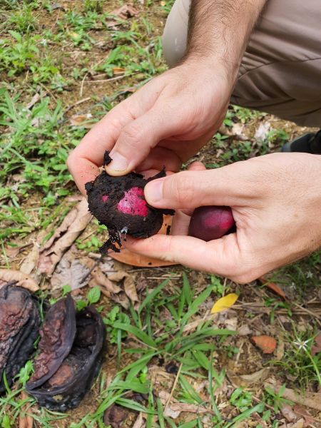 aus den unansehnlichen verschrumpelten Kolafrüchten werden die leuchtenden reifen Kolasamen gepuhlt